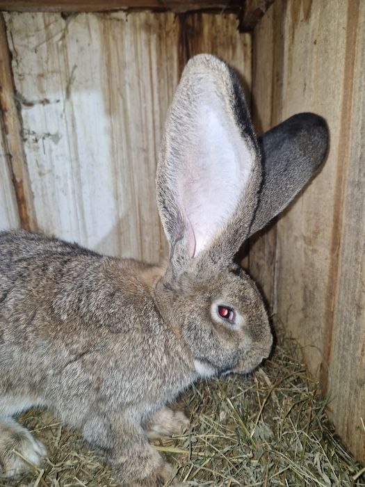 Vând iepuri urias german