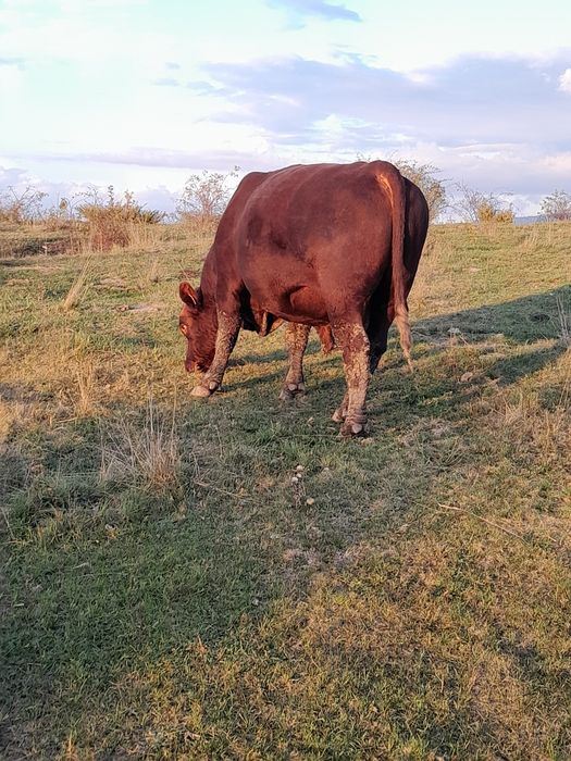 Taur angus pedigree