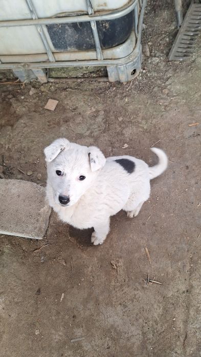 Отдам в хорошие руки