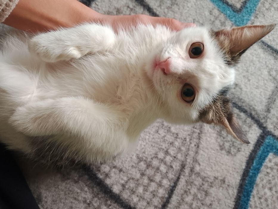 4 ойлик еркак мушукча