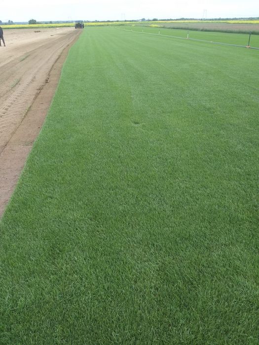 Gazon rulou Plante ornamentale