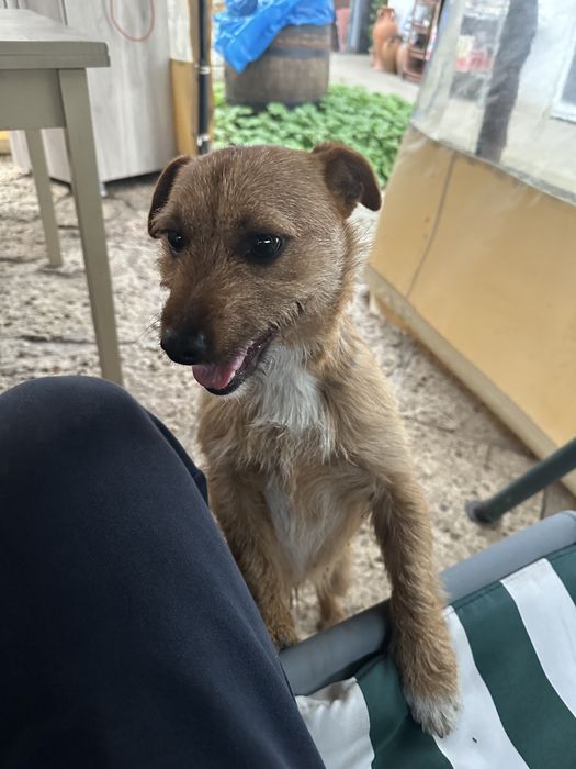 Мъжко куче териер