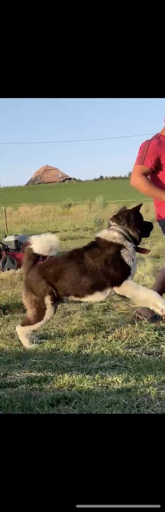 Akita-americannn