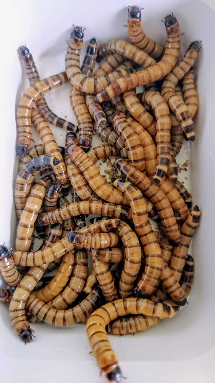 Superworms, 200 buc/pachet, Zophobas morio