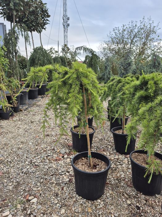 Tuia spirala Pon pon Eunimus