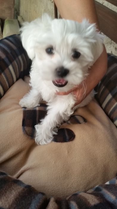 Bichon Maltez/Bison Talie Mica