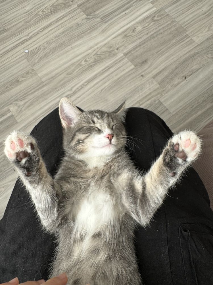 отдаем милого и лаского котенка в добрые руки