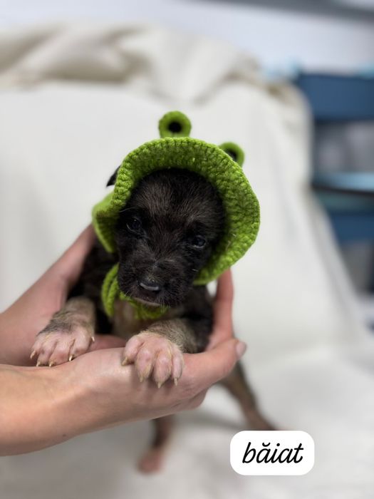 Adoptie catei sanatosi si frumosi