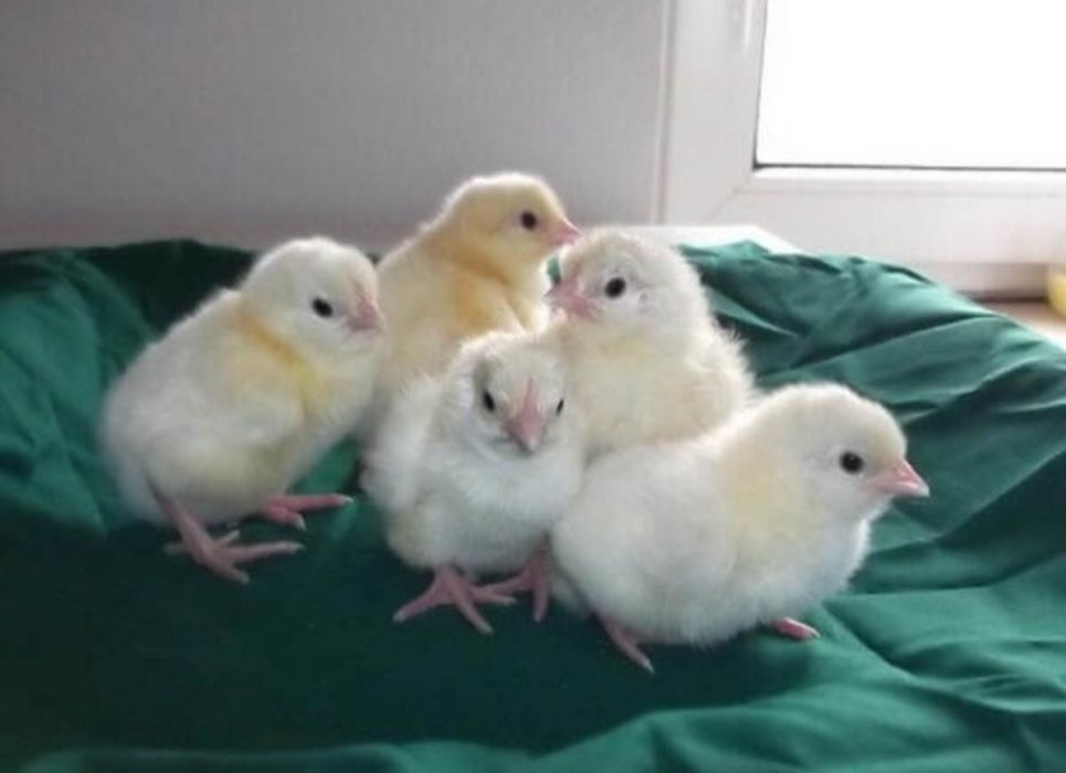 Цыплятки Леггорн. Подростки Китайские шёлковые и Виандот серебро.