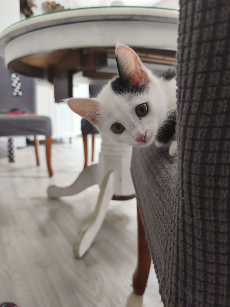 Котенок Сюсанна в поиске своей семьи и дома