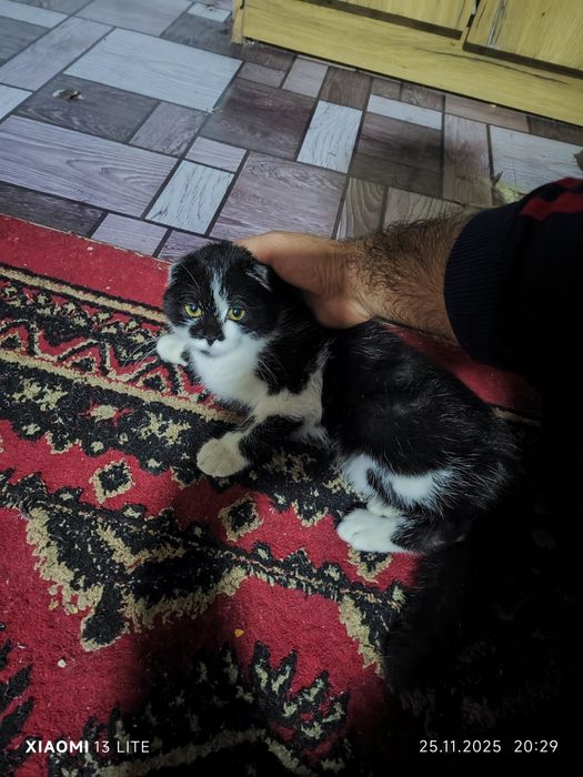 Ckoʻtish Foʻld oʻgʻil bola sotlad