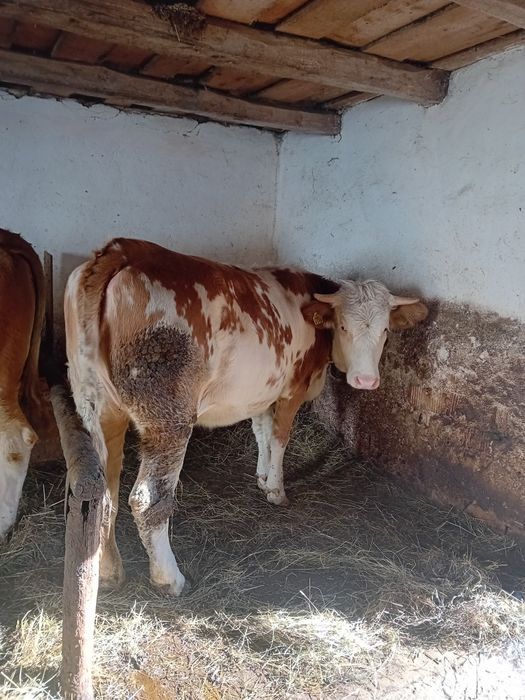 Juninca de 1 an și 4 luni