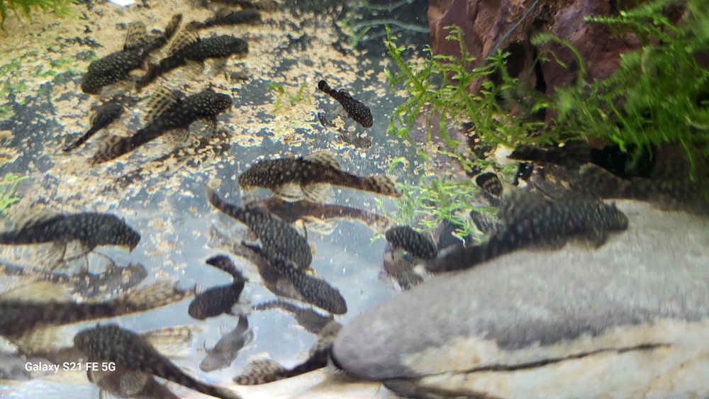 Pachete pui sanitari Ancistrusi sau dat jumatate