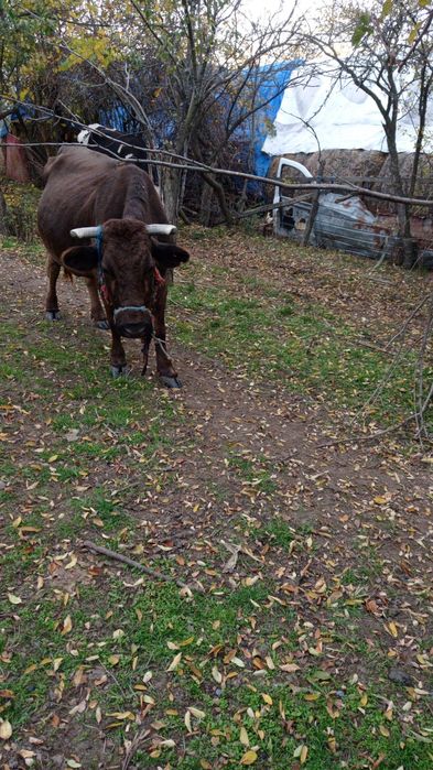 Vând vacă blândă, rasă brună