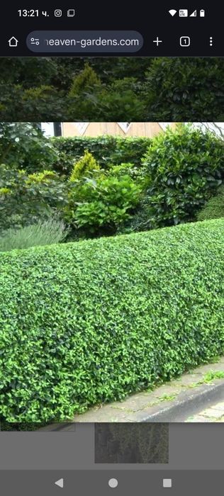 Жив плет Лигуструм