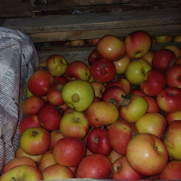 Продам яблоки 2 сорт.