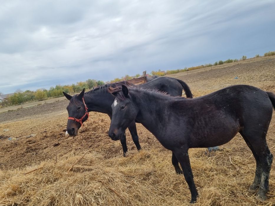 Vând sau schimb manză