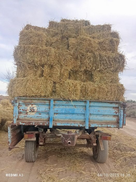 Lozer somon sotiladi kipi 5 ming soʻm dastafka puli ayrim 100 ming som