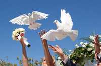 Белые голуби на свадьбу , выпускные