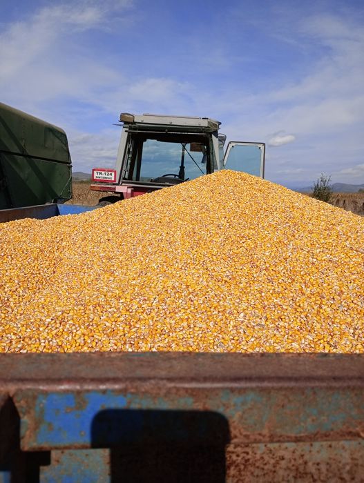 Vând porumb boabe producție 2025
