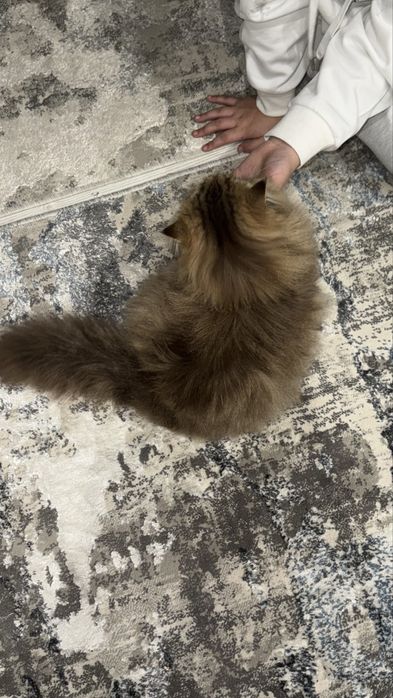 британская длинношерстная кошка.