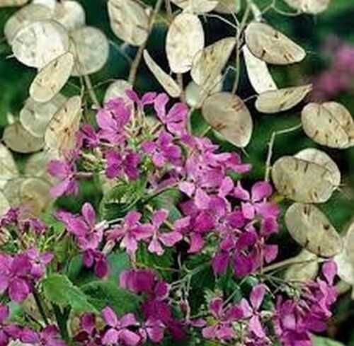 Vand  planta uscata  si seminte  Argintii lui Iuda  Lunaria Annua