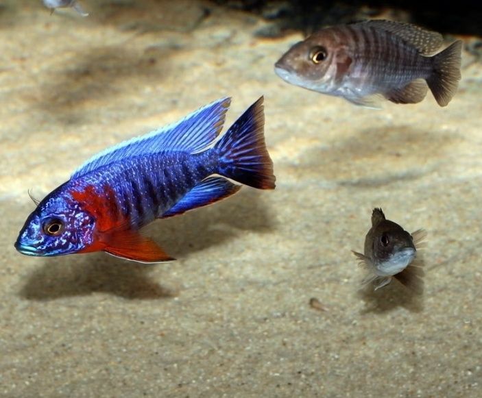 Aulonocara red flash