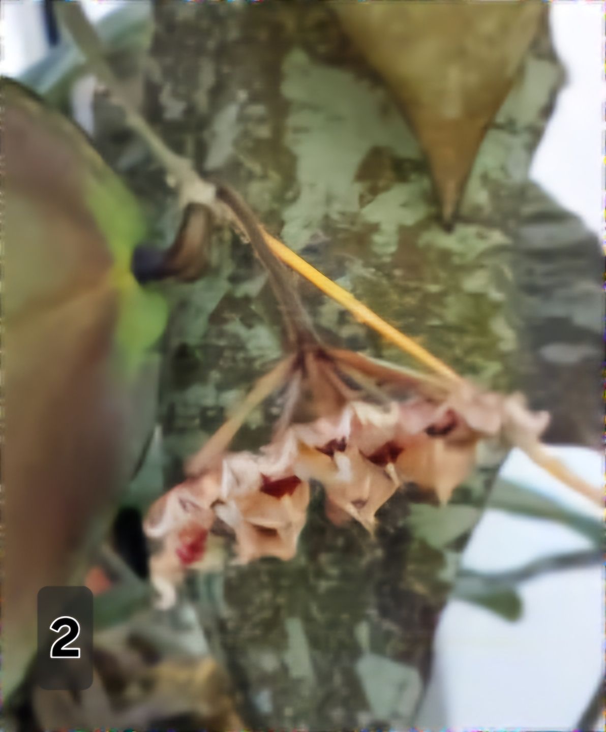 Хоя /Hoya/ -caudata ,minibelle,bilobata