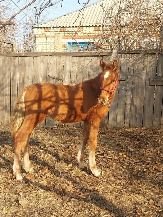 Продаётся жеребчик