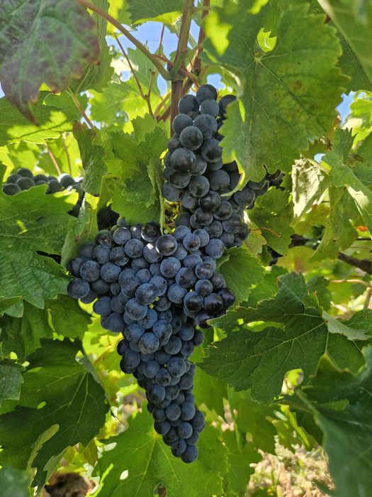 Producator vand struguri Merlot 3,5 lei,Odobesti Jaristea,230g/l zahar