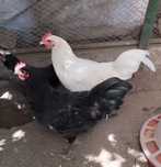 Vând australorp tineret