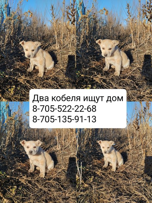 Два кобелька в добрые руки