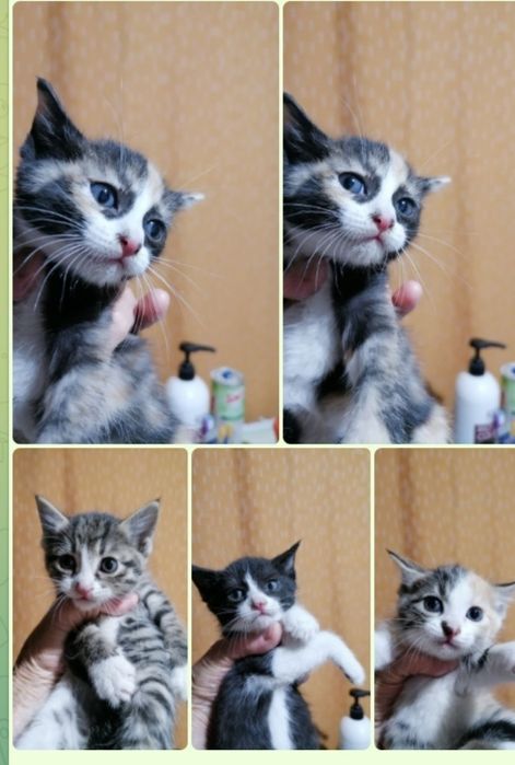 Котята, смешанной породы