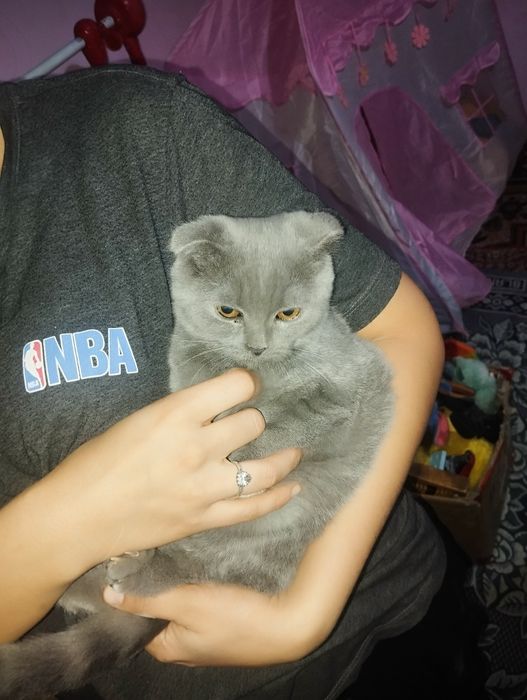 Продается скотиш фолд