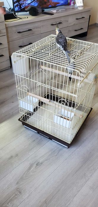 Vând pereche papagali Nimfe