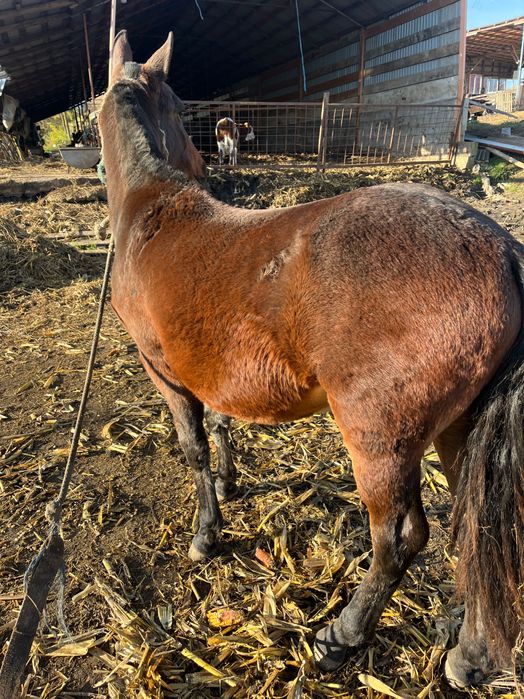 Manz de aproximativ 1 an