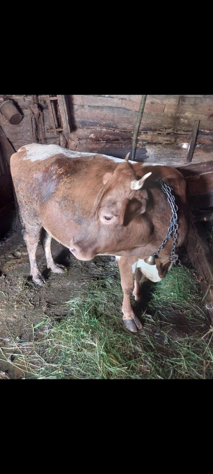 Vacă  de  vânzare