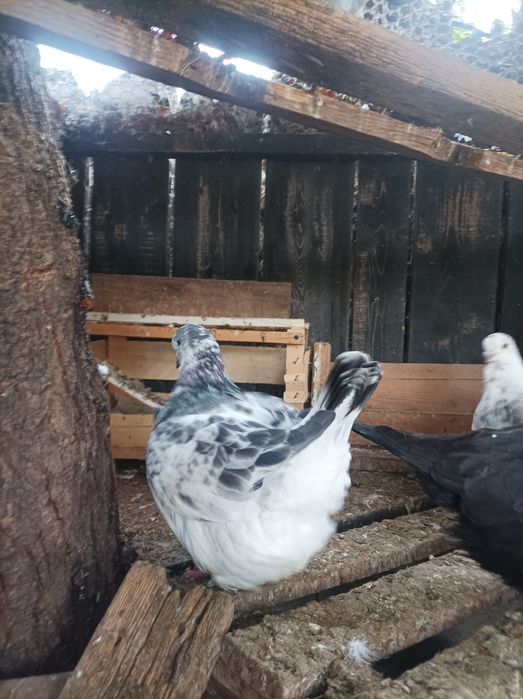 Porumbei mondaini francezi