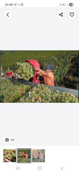 Vindem Struguri de vin transport oriunde în tara