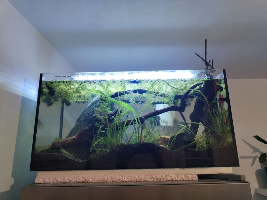 Acvariu capacitate 60 l sau schimb cu filtru extern