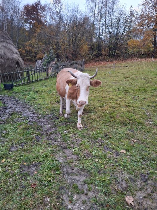 Vacă cu lapte  de vânzare