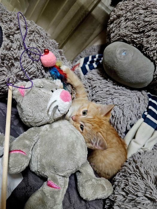 Отдам рыжих котят,мальчика и девочку,им 2 месяца