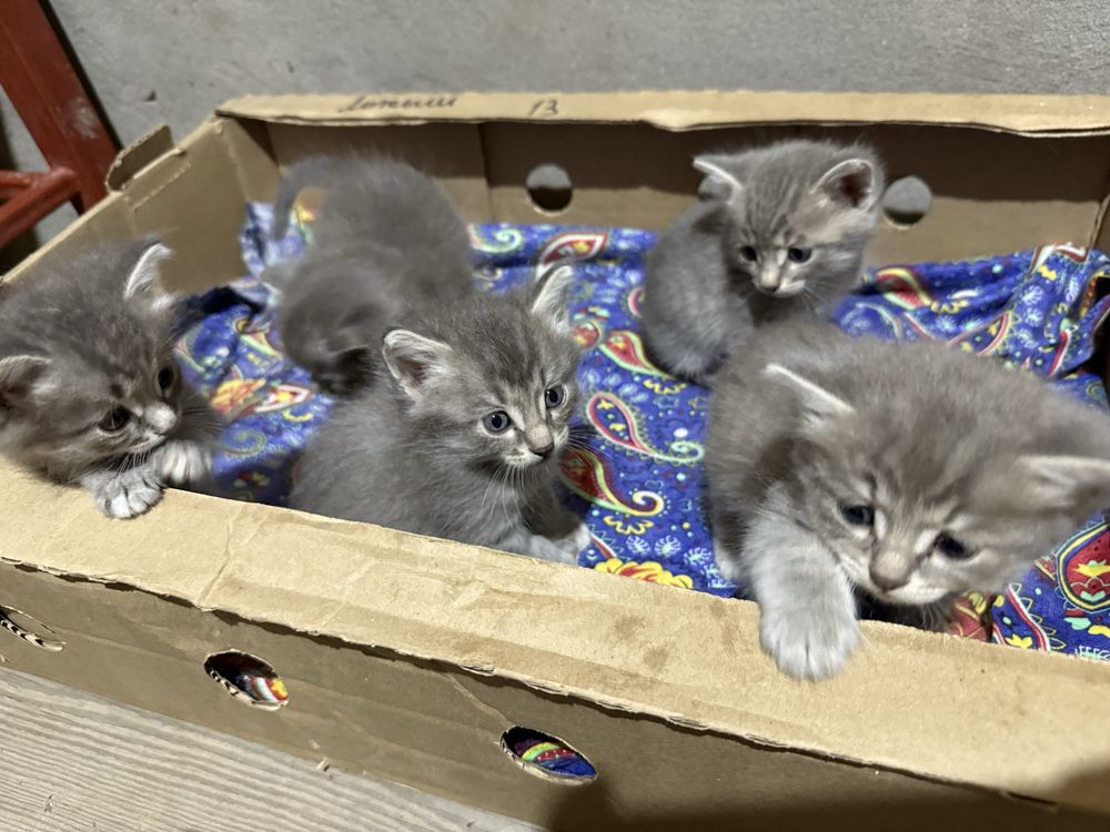 Отдаем котят добрые руки