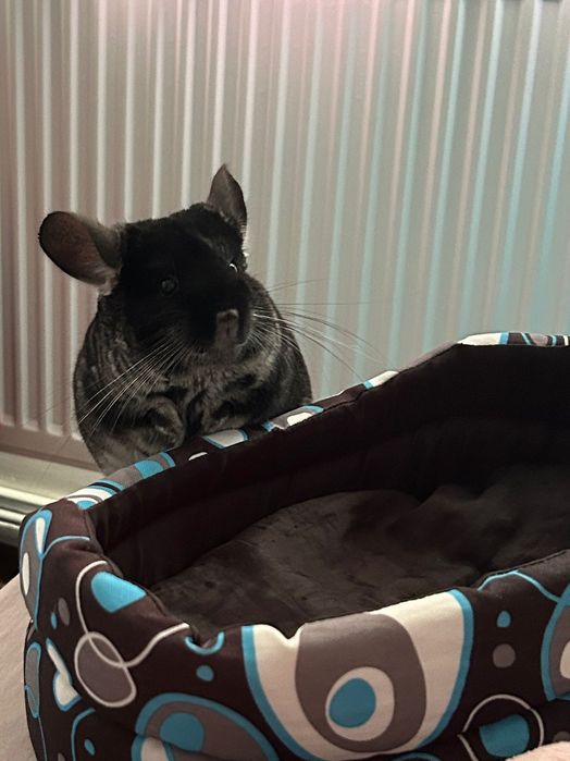 Chinchilla cu casuta si accesorii