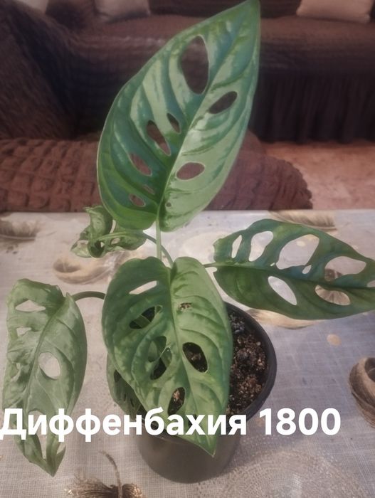 Продам комнатные  растения