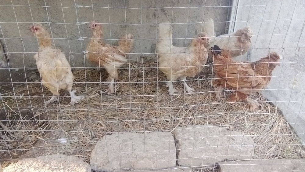 Sotiladi yapon makiyon