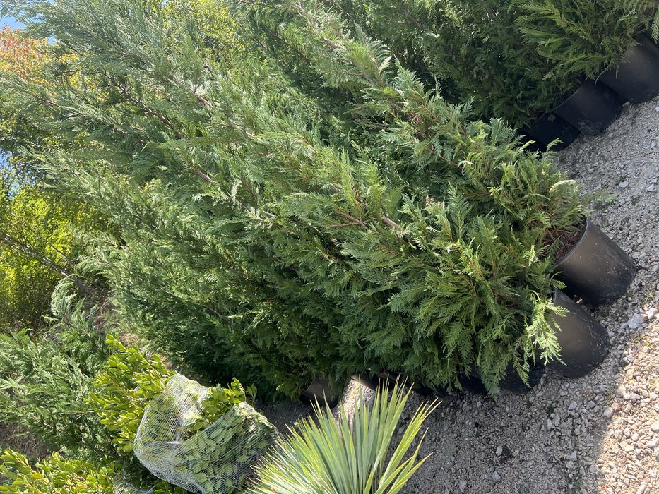 Plante ornamentale de orice specie