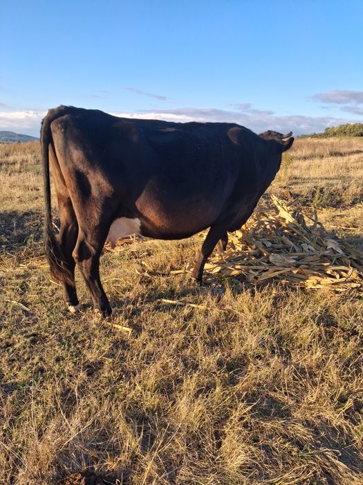 Vând vaca gestanta in 8 luni