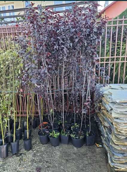 Plante Ornamentale de exterior Oriunde in tara Transport Gratuti