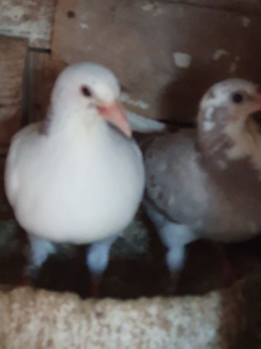 Vand porumbei voiajori si jucatori